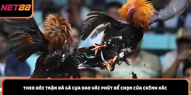 Theo dõi trận đá gà cựa dao vài phút để chọn cửa chính xác