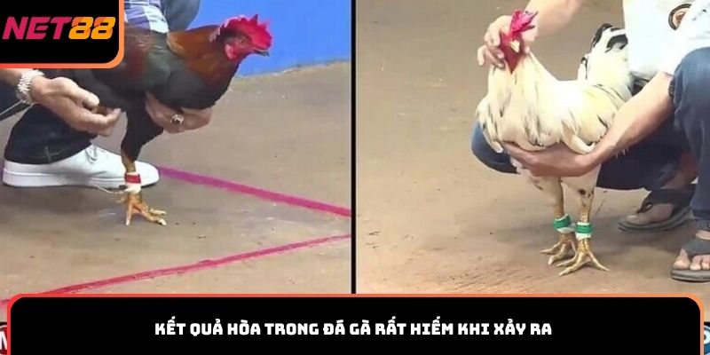 Kết quả hòa trong đá gà rất hiếm khi xảy ra