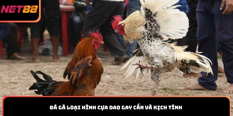 Đá gà loại hình cựa dao gay cấn và kịch tính