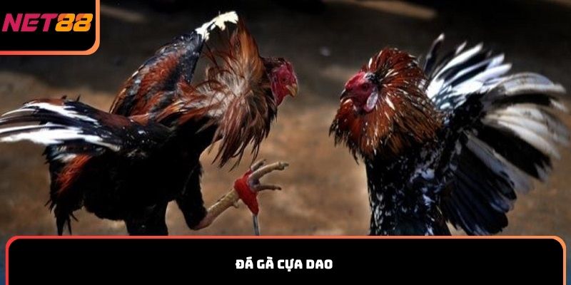 Đá gà cựa dao