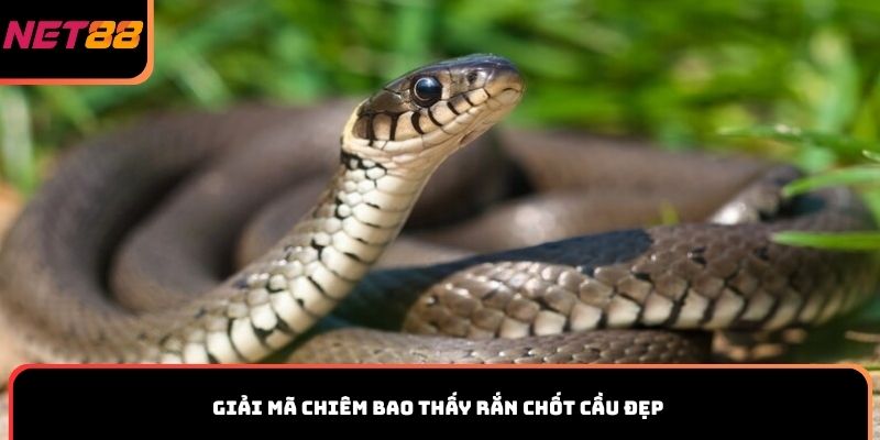 Giải mã chiêm bao thấy rắn chốt cầu đẹp