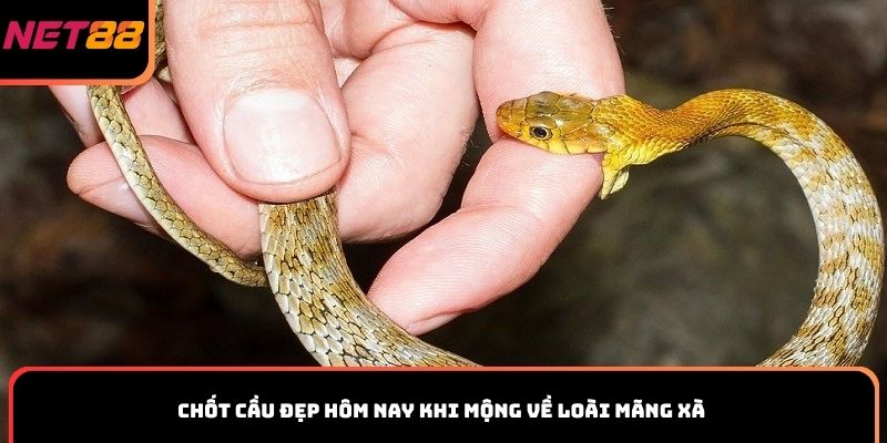 Chốt cầu đẹp hôm nay khi mộng về loài mãng xà