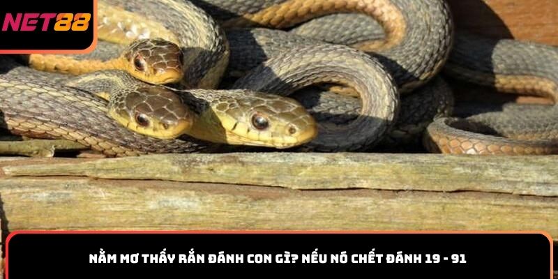 Nằm mơ thấy rắn đánh con gì? nếu nó chết đánh 19 - 91