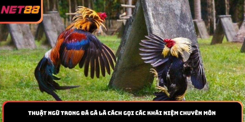 Thuật ngữ trong đá gà là cách gọi các khái niệm chuyên môn