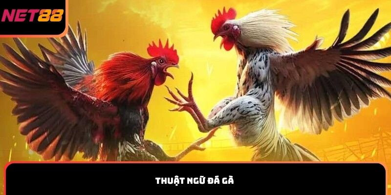 thuật ngữ đá gà