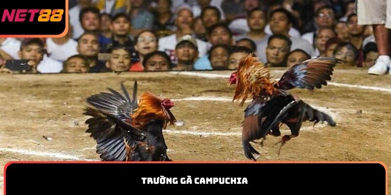 Trường gà Campuchia